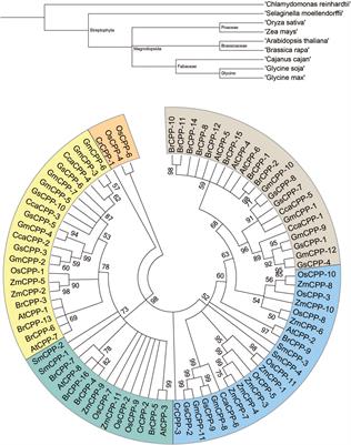 Frontiers | Genome-wide characterization and sequence polymorphism